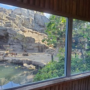 Glass-fronted exhibit for Red Dholes- Budapest Zoo