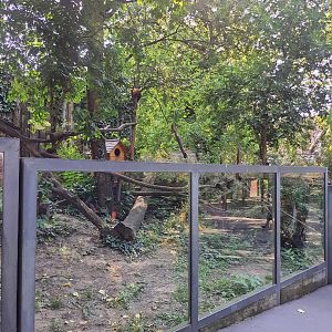 Red Panda enclosure- Budapest zoo