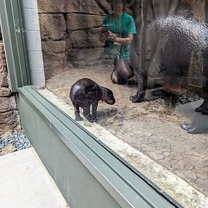 Baby Pygmy Hippo at the Greensboro Science Center