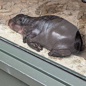 Baby Pygmy Hippo at the Greensboro Science Center