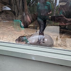 Baby Pygmy Hippo at the Greensboro Science Center