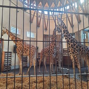 Indoor quarters for Giraffe