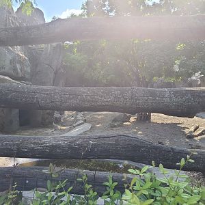 Golden Takin exhibit