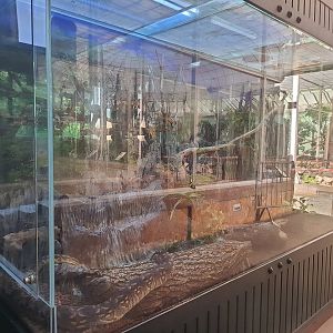 Terrarium in Madagascar House