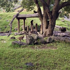 Hamadryas Baboon - Mali and Offspring
