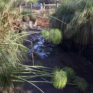 Flamingo Pool (Drained)