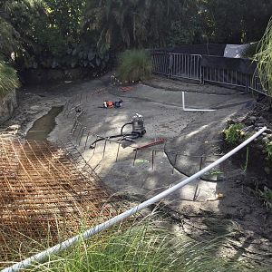 Flamingo Pool - Renovations