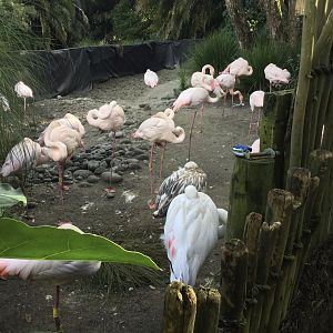 Greater Flamingo Flock (Temporary Exhibit)
