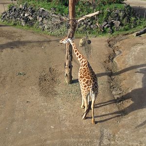 Kiraka the Giraffe