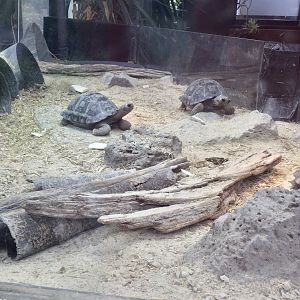 Juvenile Galapagos Tortoises (28 months)