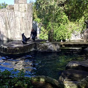 Subantarctic fur seal (offering flipper)