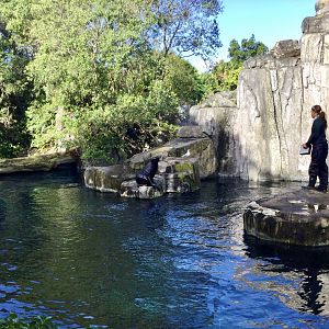Subantarctic fur seal (on rocks)