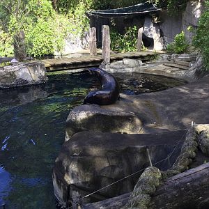 Subantarctic fur seal (Arctocephalus tropicalis)