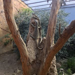 Lace monitor (Sarcophilus harrisii)