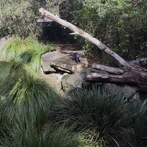 Tasmanian Devil Exhibit