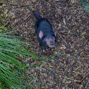 Tasmanian devil (Sarcophilus harrisii)