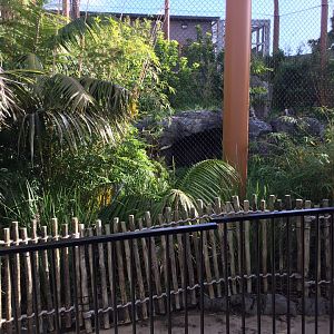 Tiger Exhibit - barriers up (breeding intro)