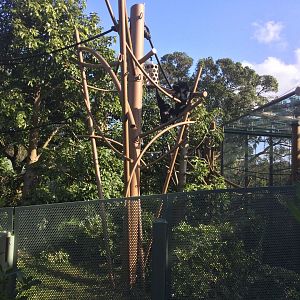 Siamang in Orangtuan Exhibit