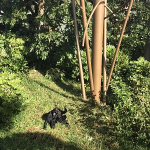 Siamang in Orangutan Exhibit