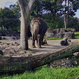 Burma (female Indian elephant)