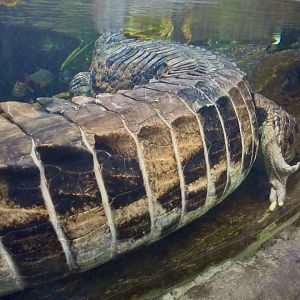 False gharial (osteoderms)