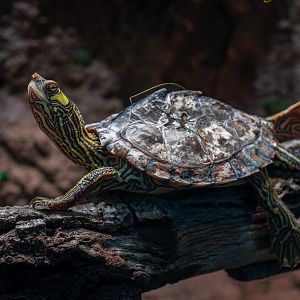 Pascagoula Map Turtle
