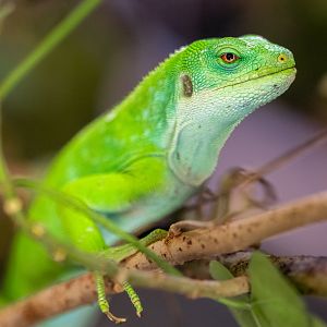 Fiji Banded Iguana