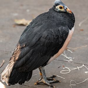 Maleo