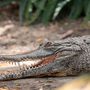 West African Slender Snouted Crocodile