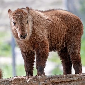 Golden Takin calf
