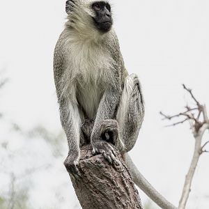 Vervet Monkey