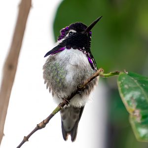 Costa’s Hummingbird