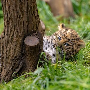 Amur Leopard cub
