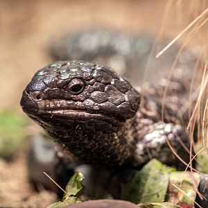 Shingleback Skink