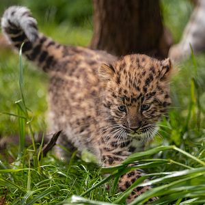 Amur Leopard cub