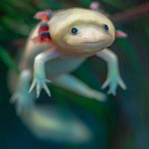 Axolotl
