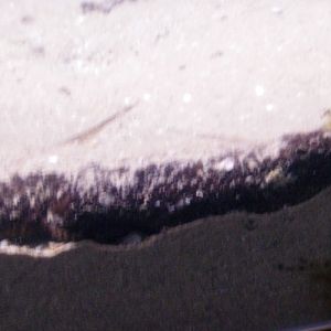 Cotton-spinner sea cucumber, Cotton spinner, Tubular sea cucumber (Holothuria tubulosa)