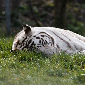West Midland Safari Park - 'White' (Leucistic) Tiger - March 2023