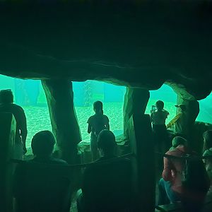 Underwater viewing gallery for Fur seals