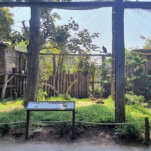 Mixed aviary for Egyptian vultures and Hooded vultures- Prague Zoo Praha