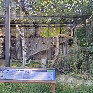 Spectacled Owl Aviary- Prague Zoo Praha