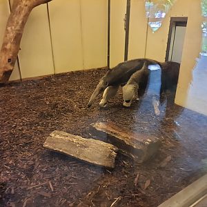 Giant anteater indoor quarters- Prague Zoo Praha