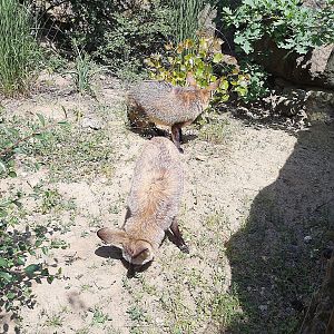Bat-eared fox- Prague Zoo Praha