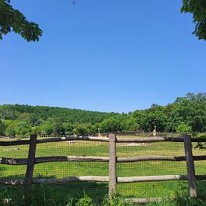 African Savannah exhibit- Prague Zoo Praha