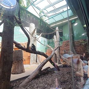 Indoor enclosure for De Brazza's Guenon and Red River Hogs- Prague Zoo Praha