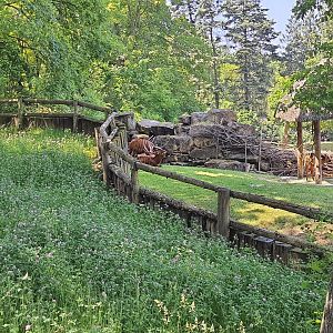 Bongo exhibit- Prague Zoo Praha