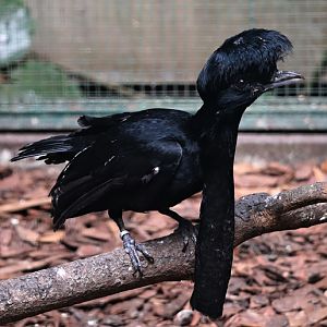 Long-wattled umbrellabird (Cephalopterus penduliger)