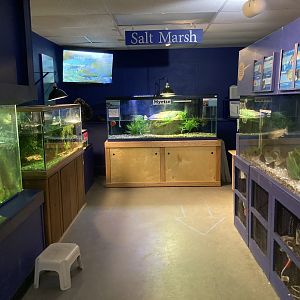 Cape Cod Museum of Natural History Aquarium Example