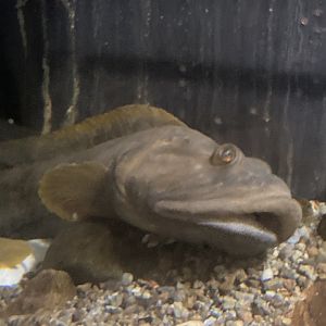 Cape Cod Museum of Natural History Ocean Pout