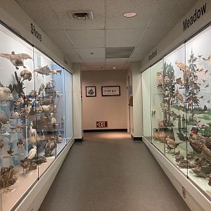 Cape Cod Museum of Natural History Taxidermy Bird Hallway